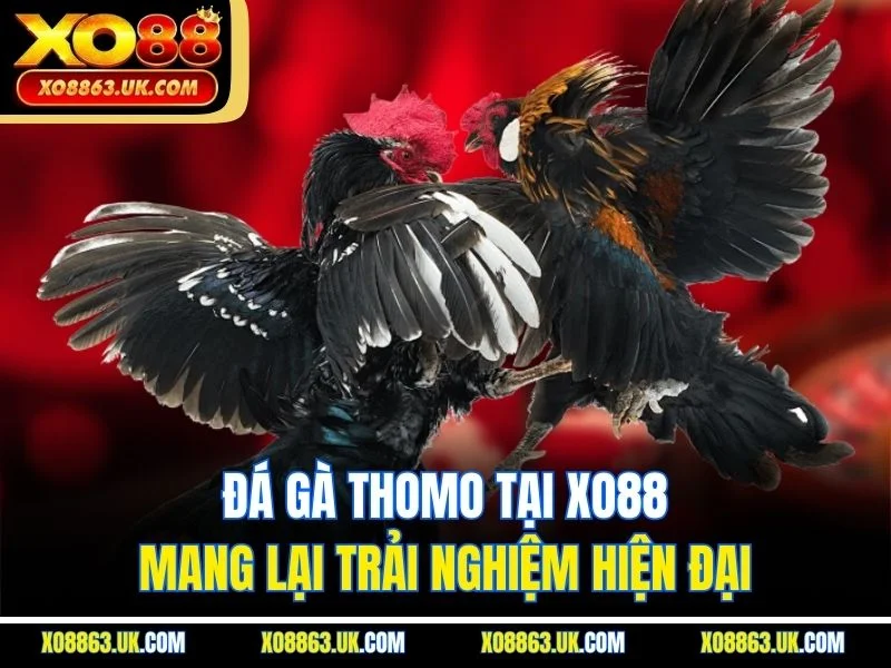 Đá gà thomo tại XO88 mang lại trải nghiệm hiện đại