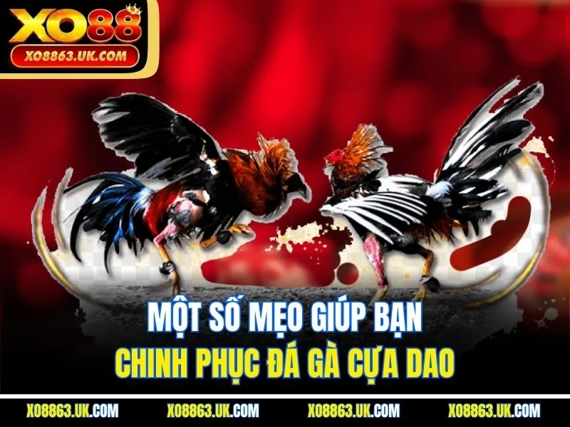 Một số mẹo giúp bạn chinh phục đá gà cựa dao