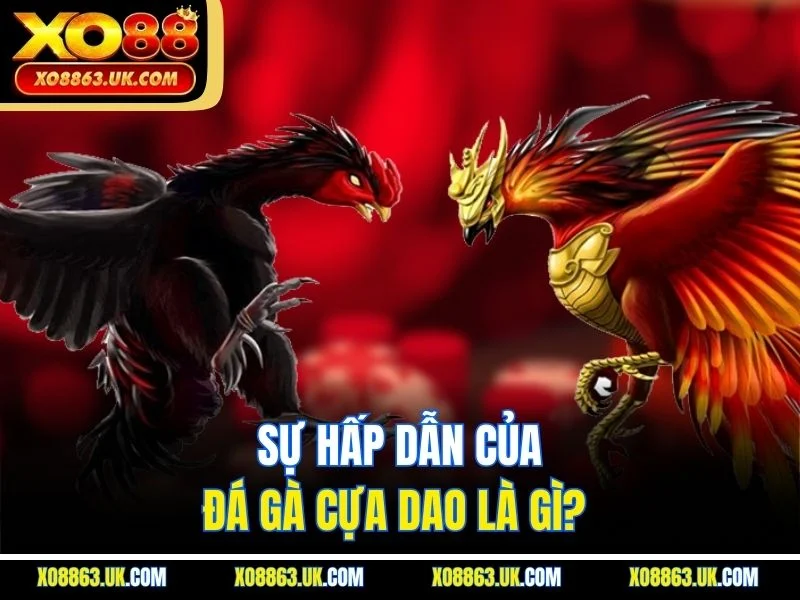 Sự hấp dẫn của đá gà cựa dao là gì?